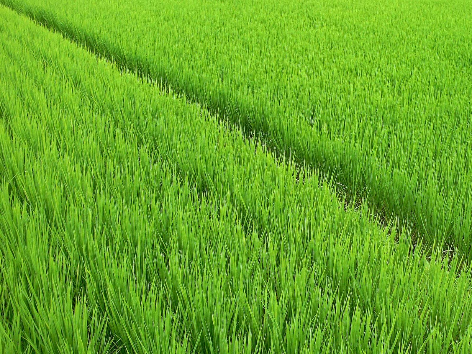 A rice paddy field with dense green seedlings in Tehsil Chunian, Punjab